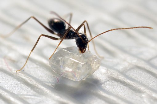 Free Ant Insect photo and picture