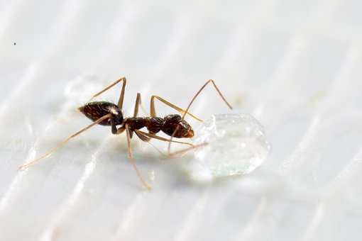 Free Ant Insect photo and picture