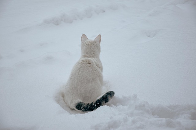 Free Snow Winter photo and picture