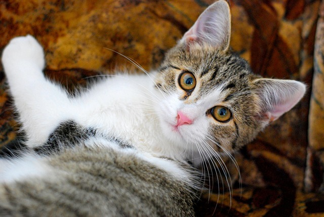 Free Animal Cat photo and picture
