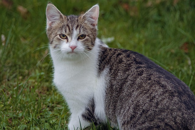 Free Animal Cat photo and picture
