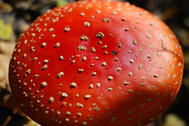 Free Nature Red photo and picture