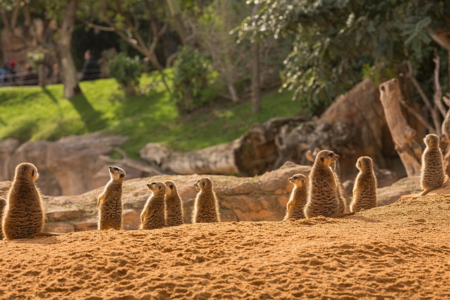 Surikata, Savec, Zvíře, Suricate
