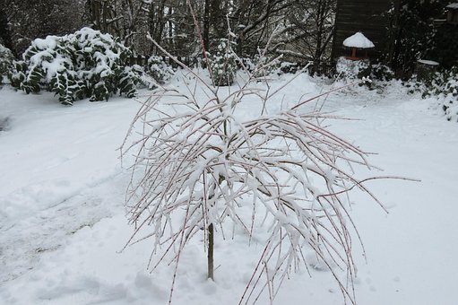 Vinter, Græsgange, Sne, Flødeis, Frosset