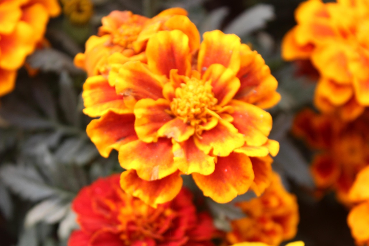 Warna-Warni Alam Desain - Foto gratis di Pixabay - Pixabay