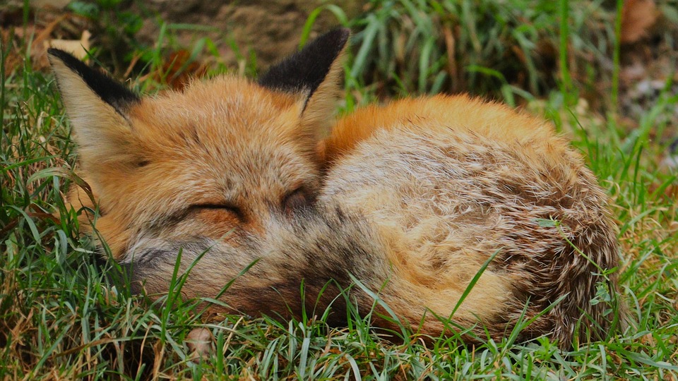 Débardeur Protection Des Animaux - Renard Et Forêt - Motif Nature Et Conservation - Pour Amoureux De L'environnement