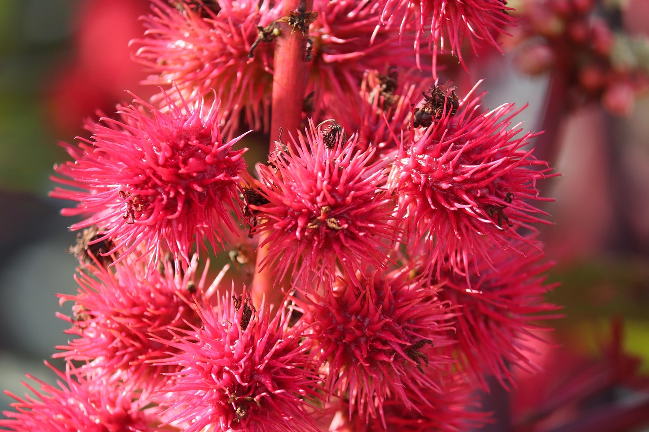 Rizinus Wunderbaum Pflanze - Kostenloses Foto auf Pixabay - Pixabay