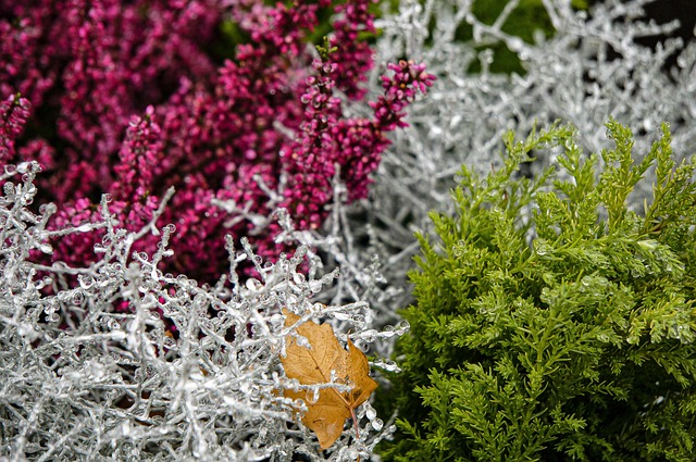 Free Autumn Garden photo and picture