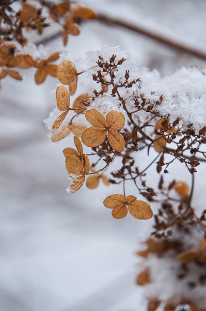 Free Hydrangea Nature photo and picture