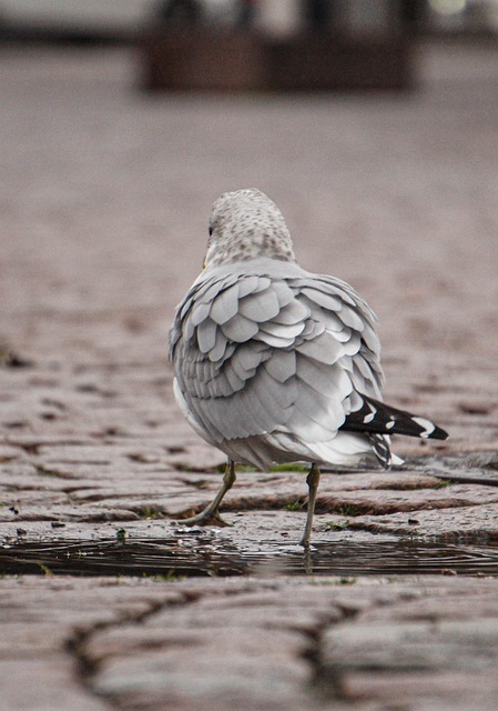 Free Seagull Nature photo and picture