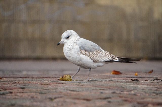 Free Seagull Nature photo and picture