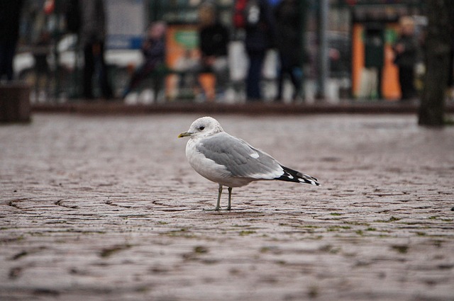 Free Seagull Nature photo and picture