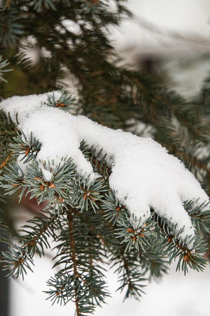 Free Winter Frost photo and picture