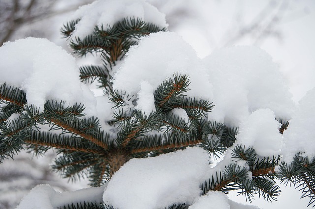 Free Winter Frost photo and picture