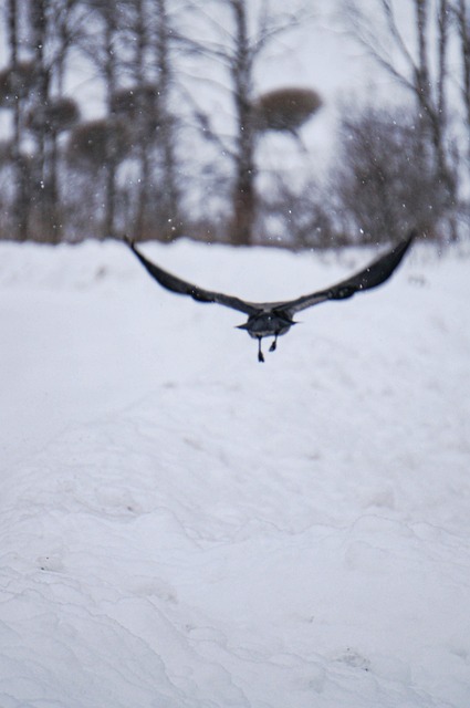 Free Crow Nature photo and picture