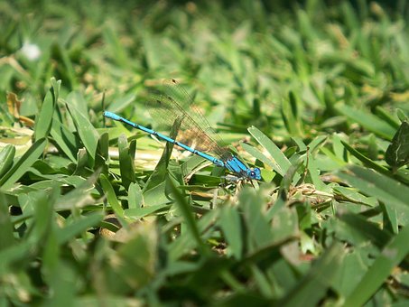 Dragonfly, Insekt, Natur, På, Entomologi