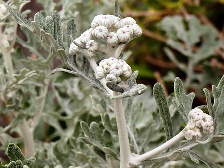 Blomst, Cinerary, Senecio Cinereria