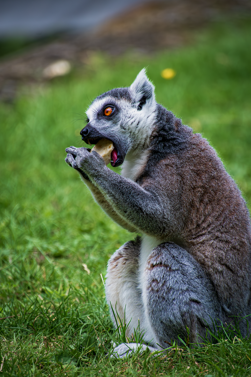ring-tailed-lemur-8524824_1280.png