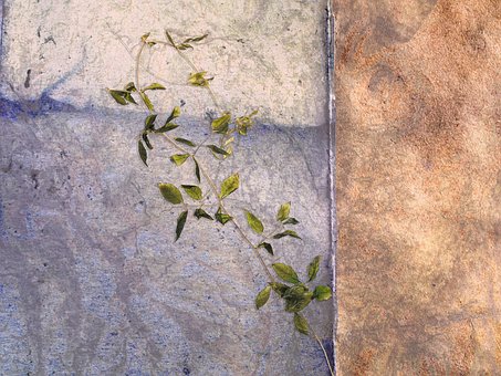Textura, Muro, Material, Videira, Grunge