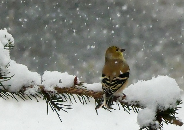 Free American Goldfinch Snow photo and picture