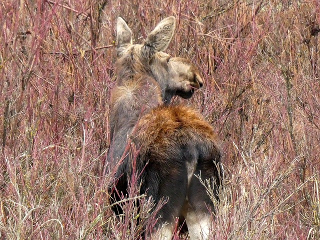Free Moose Wildlife photo and picture