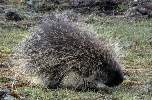 Free Porcupine Wildlife Refuge photo and picture