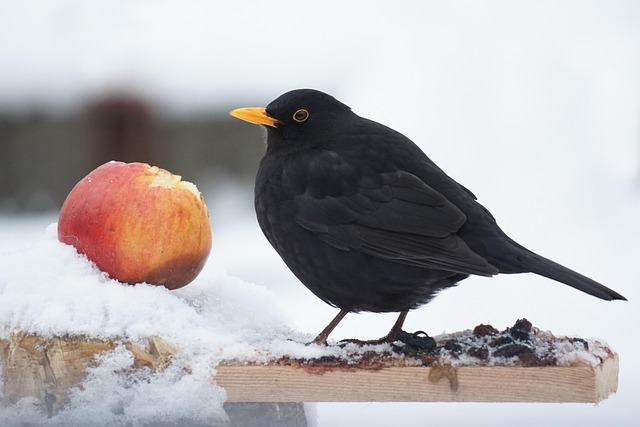Mirlo, Invierno, Pájaro, Nieve