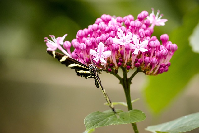 Free Butterfly Nature photo and picture