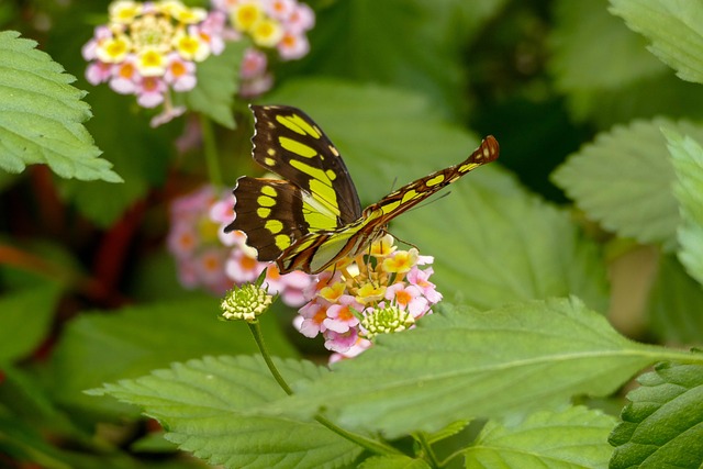 Free Butterfly Nature photo and picture