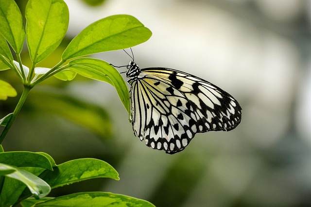 Free Butterfly Nature photo and picture