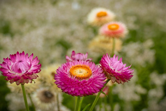 Free Flower Pink photo and picture