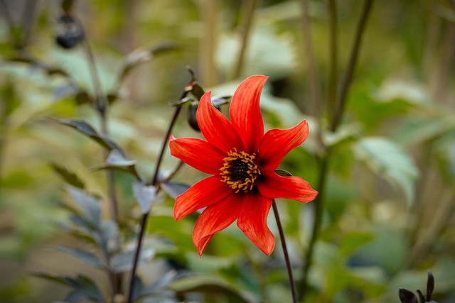 Free Flower Red photo and picture