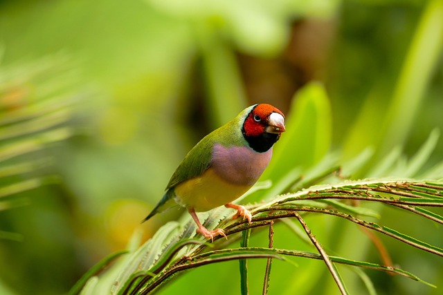 Free Bird Animal photo and picture