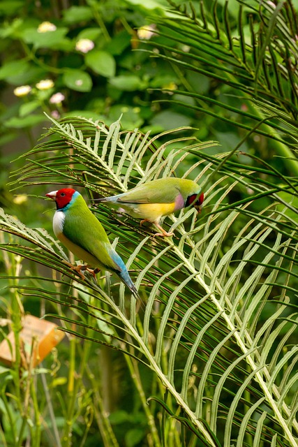 Free Bird Multicoloured photo and picture