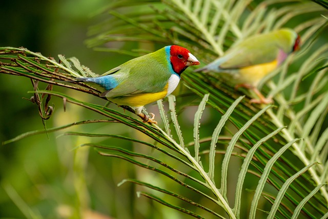 Free Birds Animals photo and picture