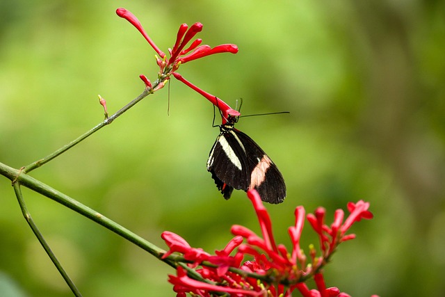 Free Butterfly Nature photo and picture