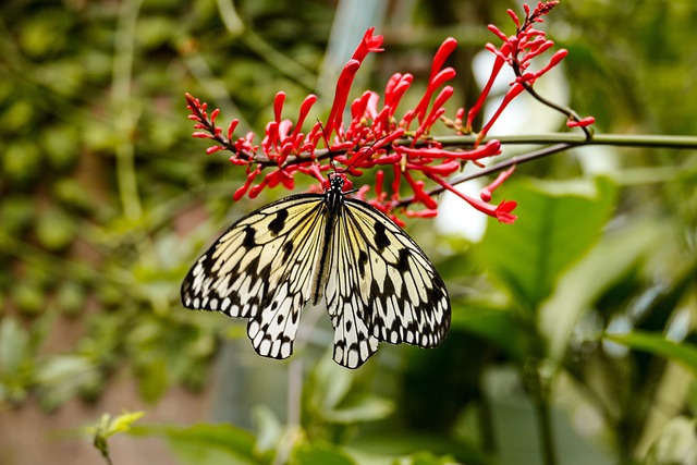 Free Butterfly Flower photo and picture