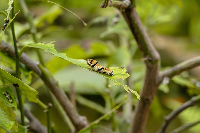 Free Caterpillar Leaf photo and picture