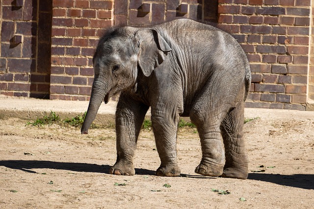 Free Elephant Nature photo and picture