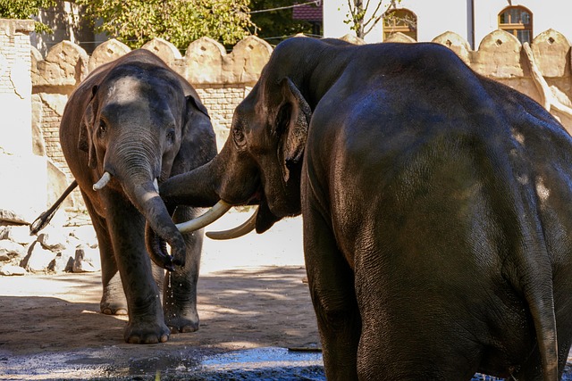 Free Elephants Zoo photo and picture