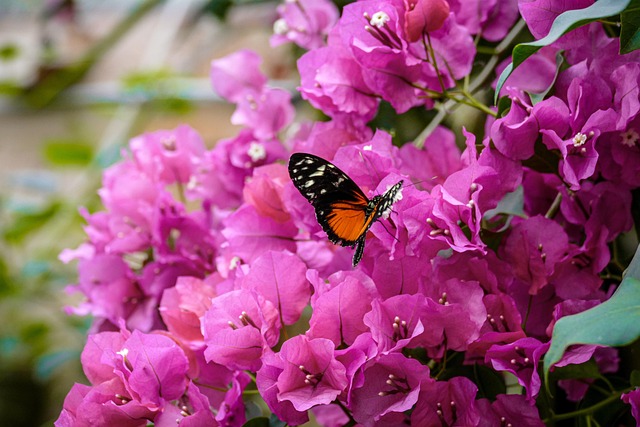Free Flower Butterfly photo and picture
