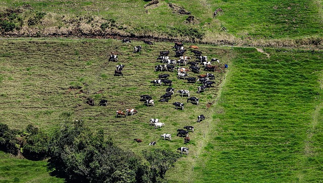 Farming Sapi Pertanian Peternakan Sapi - Foto gratis di Pixabay - Pixabay