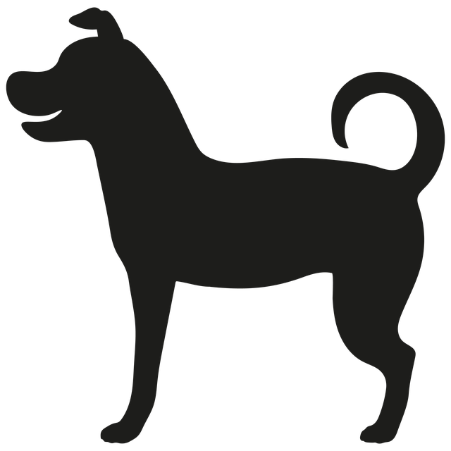 Lille, Hund, Dyr, Lille Hund, Sjovt