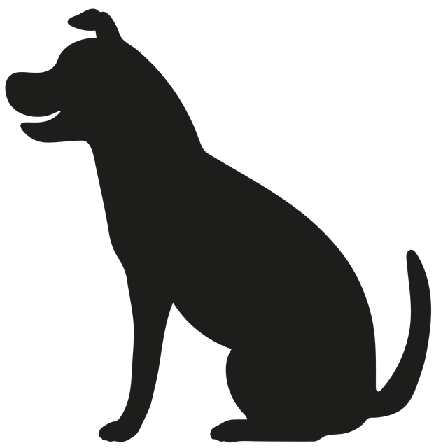 Lille, Hund, Dyr, Lille Hund, Sjovt