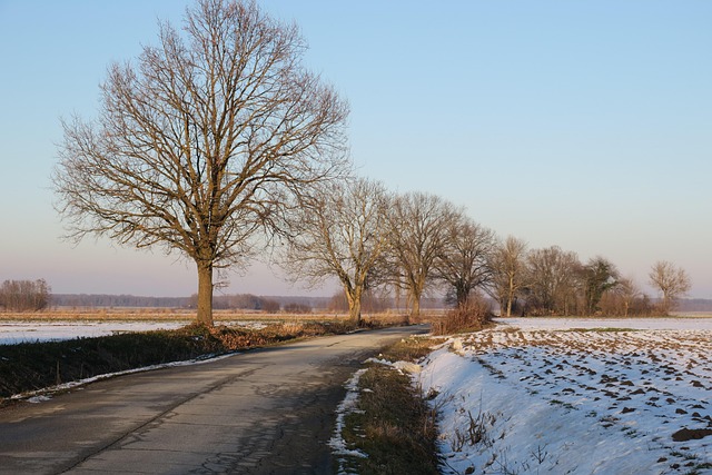 Free Trees Landscape photo and picture