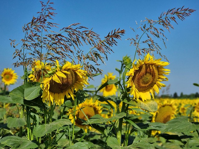 Free Suncokret Ljeto photo and picture