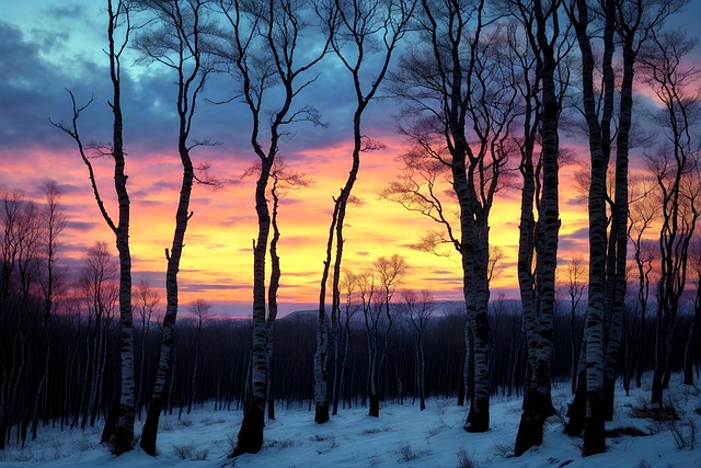 Free winter snow birch trees illustration