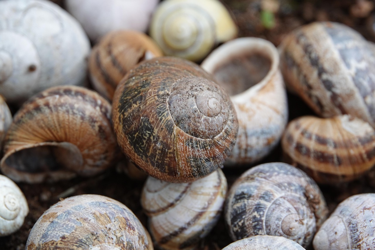 Snails Shells Animals Snail Free photo on Pixabay Pixabay