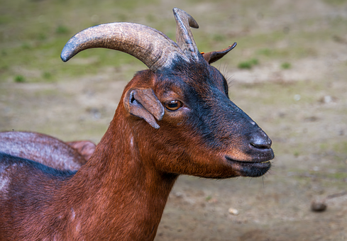 Ged, Horn, Pattedyr, Smukt Tapet