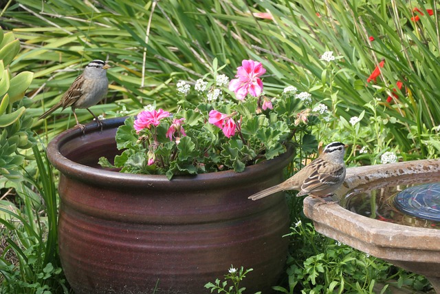 Free Birds Sparrows photo and picture